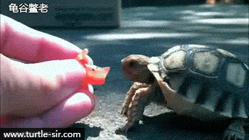 成语缩头什么颈，头缩颈的近义词（全程高能来袭第一季）