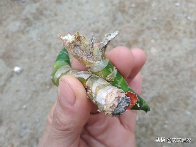 虎皮剑兰的养殖方法，虎皮剑兰的养殖方法和注意事项浇水（新手也能种好虎皮剑兰）