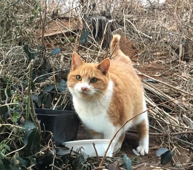 绝对不要收留流浪猫，绝对不要收留怀孕流浪猫（领养一只流浪猫需要做哪些准备）