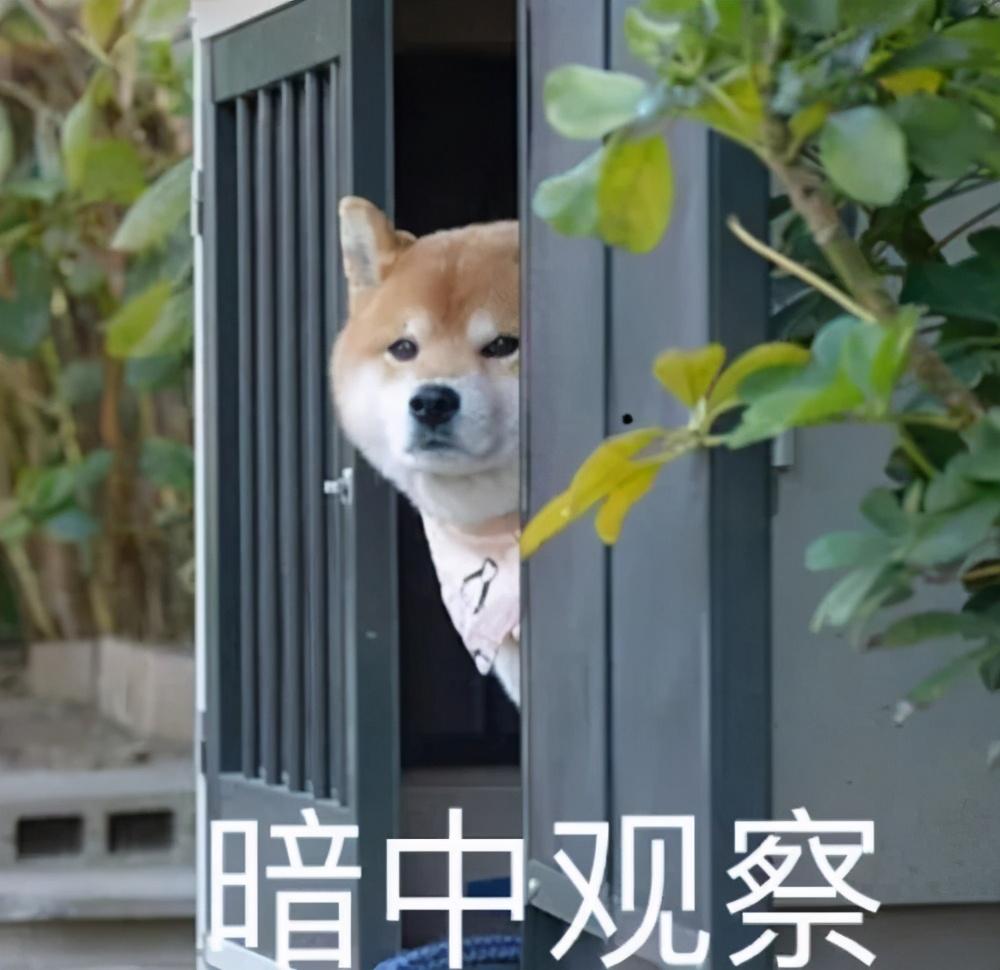 警犬多少钱一只(中国最厉害的警犬)