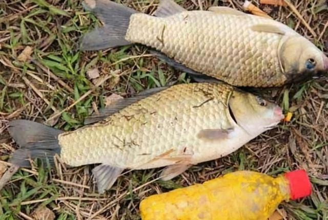 初冬钓鲫鱼方法，冬季鲫鱼钓法（冬天越冷，鱼就越不好钓）