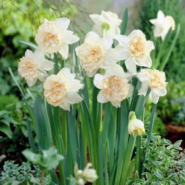 洋葱长芽了会开花吗，洋葱长芽了会开花吗有毒吗（阳台种点“大葱”）