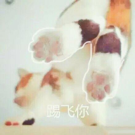 猫咪表情包大全图，可爱的猫咪表情包合集