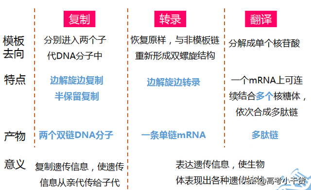 什么是基因的遗传信息，什么是基因的遗传信息传递（<基因、遗传篇>建议收藏）