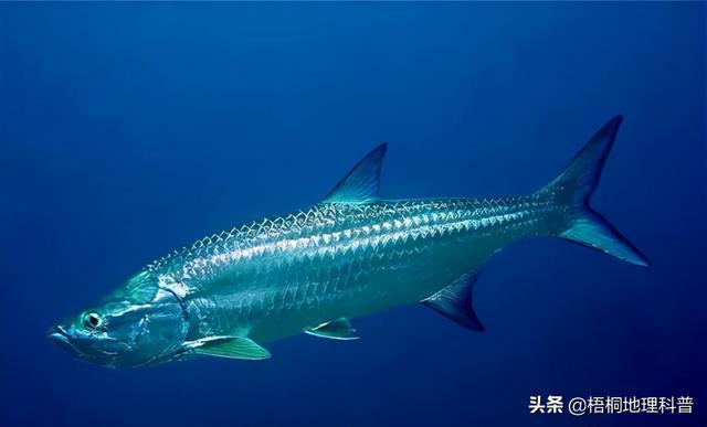 一对游泳的鱼，盘点游速最快的十种鱼（一条水里游泳的鱼）