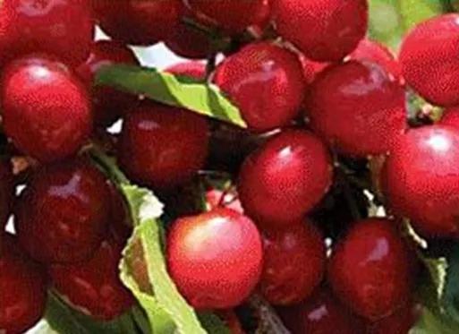 最甜的樱桃品种是哪几种，全球极具潜力的十个甜樱桃品种