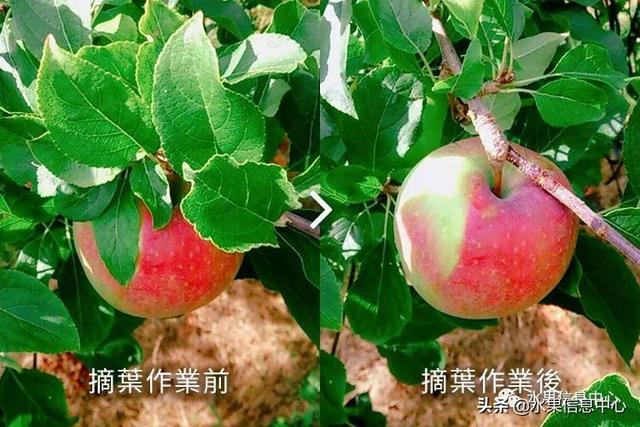 果蜜是什么，柠檬果蜜是什么（走进日本苹果第一大县“青森县”）