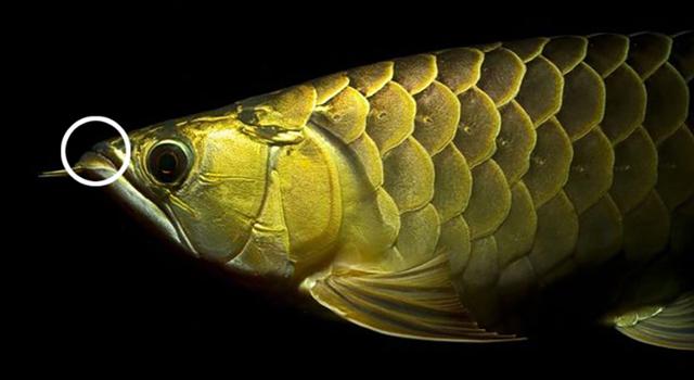 高背红尾金龙鱼，高背金龙鱼的简介-高背金龙鱼的配对方法（鱼友当自强——学会辨识金龙品种和泡药鱼）