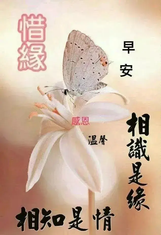 关于问心无愧的语录，问心有愧的句子（努力做好一个问心无愧的自己）