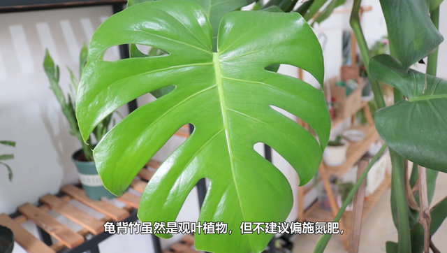 春季开背管理方法，3个管理方法很重要