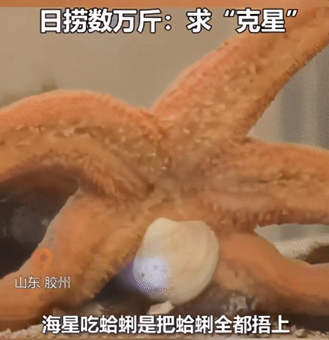 海星可以养在淡水，疯狂海星：青岛海星突然泛滥