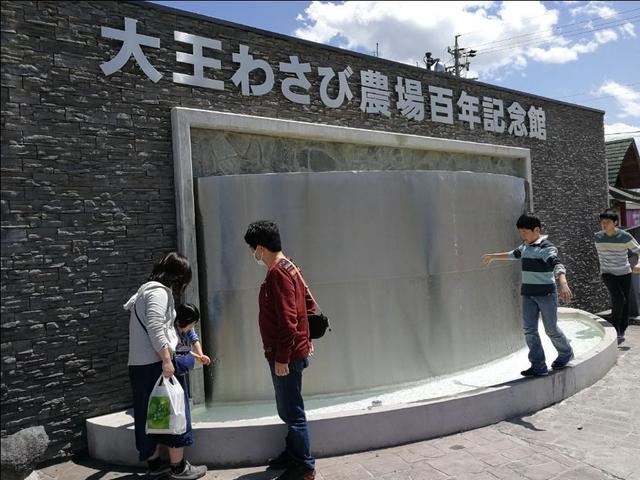 芥末为什么叫瓦萨比，瓦沙米是芥末吗（终于去了安昙野大王山葵农场）