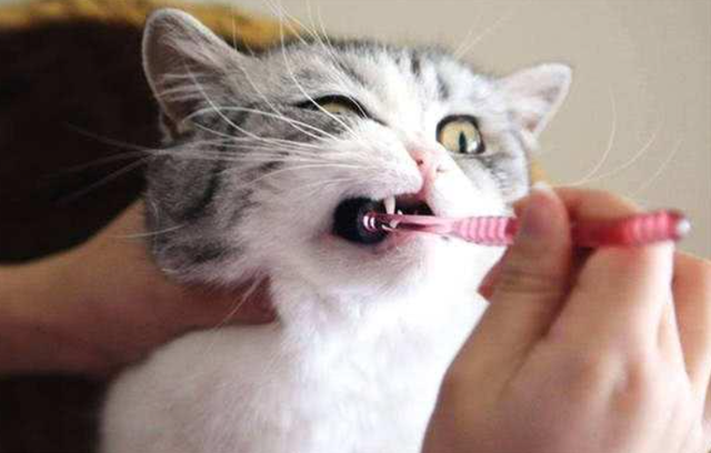 猫咪嘴巴臭怎么办，猫咪嘴巴很臭怎么办（猫咪“口臭熏天”，该如何是好）