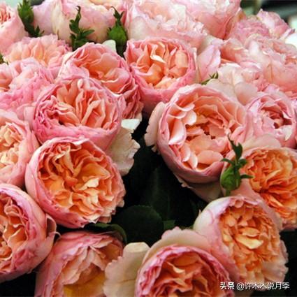 根瘤病用什么农药治，治疗根瘤病的药（月季癌症得了一个传染一大片）