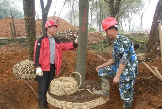 白皮松与五针松有什么不同，白皮松针的功效与作用（园林绿化养护工作中常见问题解答）