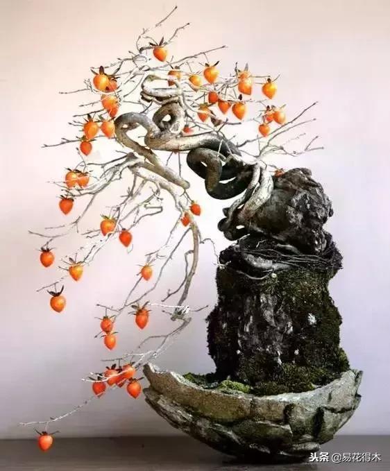 老鸦柿和金弹子的区别，老鸦柿和金弹子谁更容易养活（老鸦柿盆景）