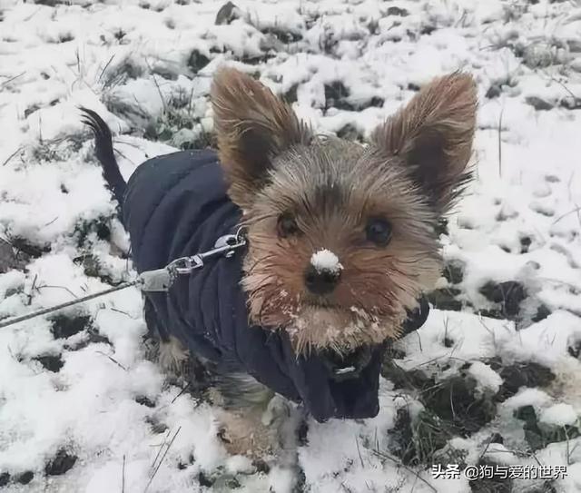 冬天狗在外面能冻死吗，快别说狗不怕冷了
