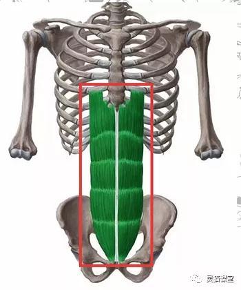 简单快速的画腹肌，简单腹肌画法（非常零基础的小白绘画教程）