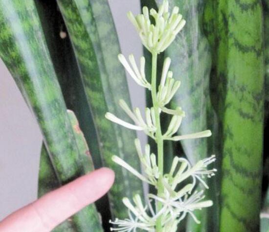 虎皮兰开花吗，虎皮兰花图片（虎皮兰的花语是什么/刚毅坚定）