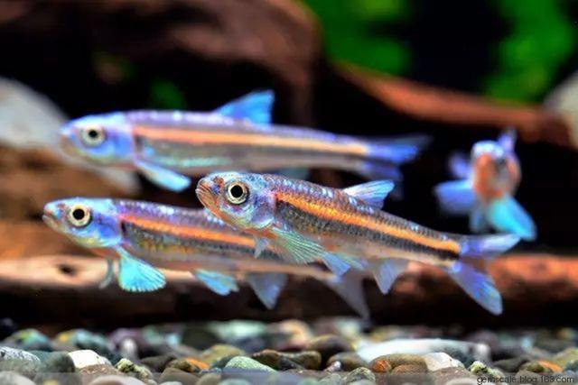 紫光精灵鱼的大致分布区域