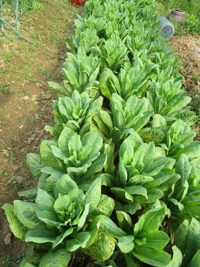 莴苣和莴笋的区别，油麦菜与莴笋的区别（蔬菜档案叶菜类<8>莴苣）