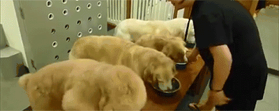 木糖醇的危害，木糖醇的功效与副作用（狗狗偷吃蛋糕后身亡）