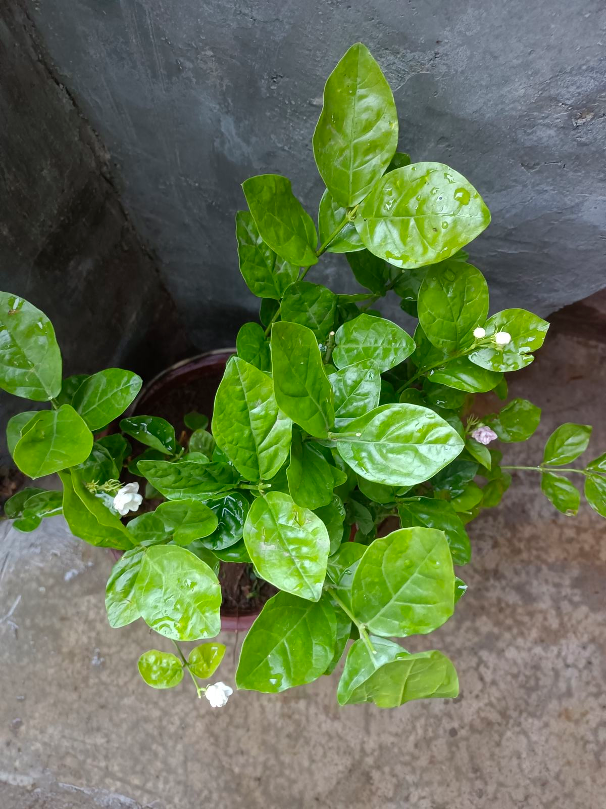 有香味的花(哪些花香味比较好闻)