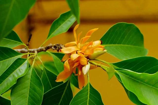 黄葛兰怎么种植和养护，黄葛兰怎么种植和养护视频（<木兰科·含笑属常绿植物>）