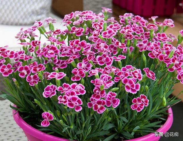 石竹花的种植与栽培，石竹花几月份可以移栽（不用管都能长一丛）