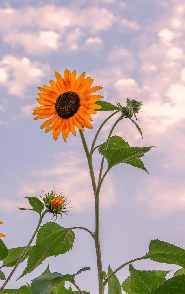 向日葵花语是什么意思，向日葵的花语（是因为时刻都微笑着面对阳光）