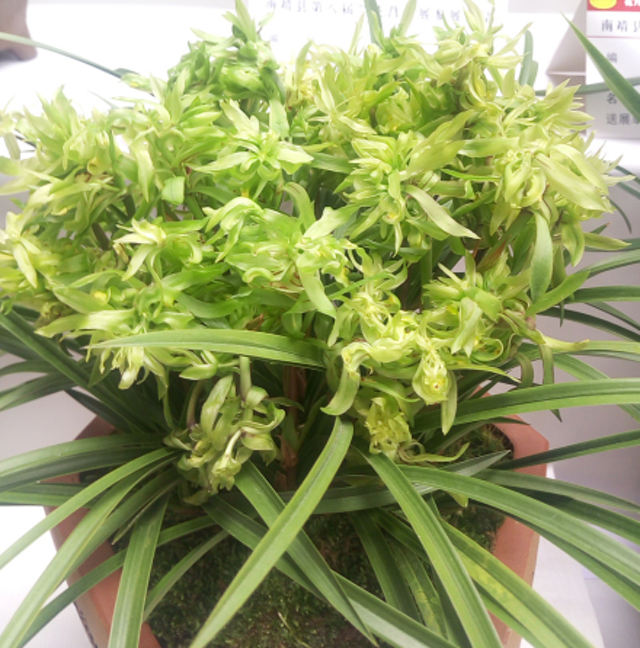 兰花有什么特点，兰花的特征和特点（养兰必须要了解的六点兰花生长习性）