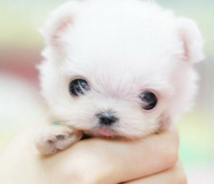 茶杯犬要多少钱(茶杯犬现在多少钱一只)