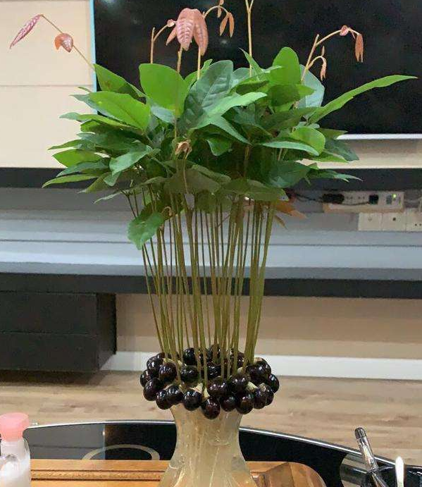 如何在家种植桂圆，如何在家种植桂圆树（喜欢吃龙眼就在家栽一盆）