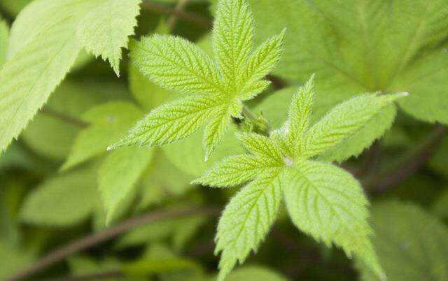 葎草  葎草图片,主治气管炎,肾炎,泌尿结石;售价10元一公斤