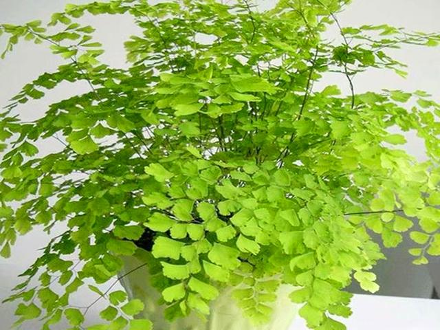 在家庭里养好铁线蕨的，铁线蕨养在家里好吗（这种盆栽不但可以监测空气质量）