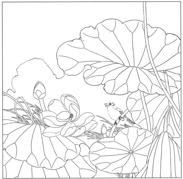 工笔荷花白描，高清工笔荷花白描 110幅
