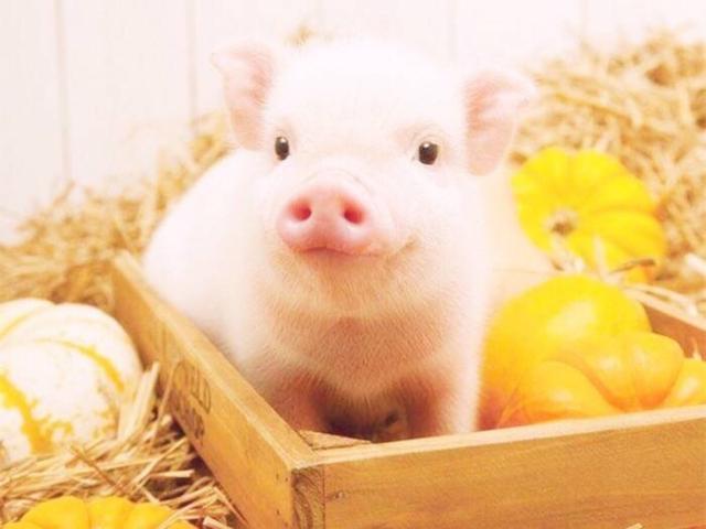 可爱猪猪头像微信，可爱猪猪头像（见过那么多猪）