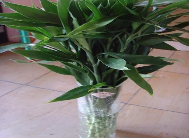 矮竹子品种有哪些有什么优点，矮竹子品种有哪些有什么优点与缺点（养盆竹子做盆景）