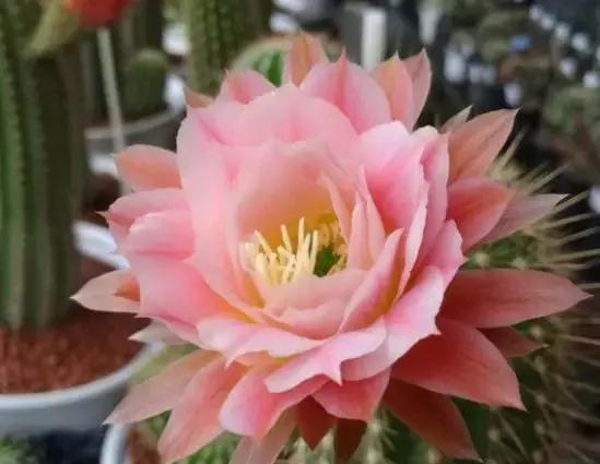 绿萝好养吗,绿萝怎样栽培(绿萝竟然排在倒数第1) 绿萝好养吗,绿萝怎样栽培(绿萝竟然排在倒数第1)