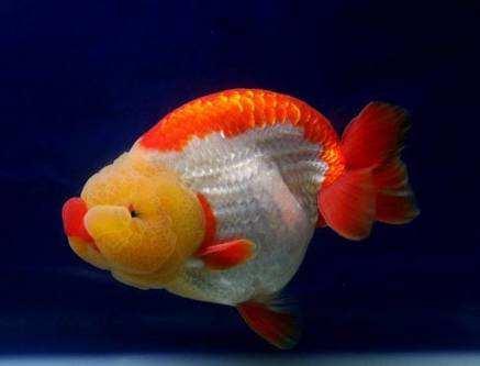 蝶尾金鱼怎么养哪一种金鱼更好养，蝶尾金鱼好养吗?蝶尾金鱼怎么养（哪种金鱼生长速度最快）