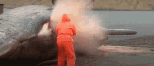 nh3是什么气体（沙漠中的骆驼尸体）