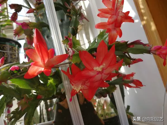 蟹爪兰的养护方法，蟹爪兰的日常养护方法（蟹爪兰养护要点）