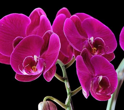 蝴蝶兰怎样浇水，养殖蝴蝶兰浇水方法（蝴蝶兰多久浇一次水）