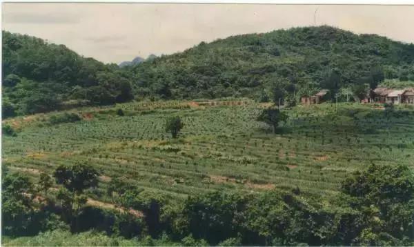 野生吊钟花什么时候开花，吊钟花结果吗（鲜艳的春节红已提早报春）