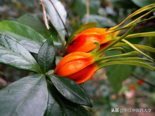 桅怎么读音，檐怎么读音组词（每周一药，栀子）