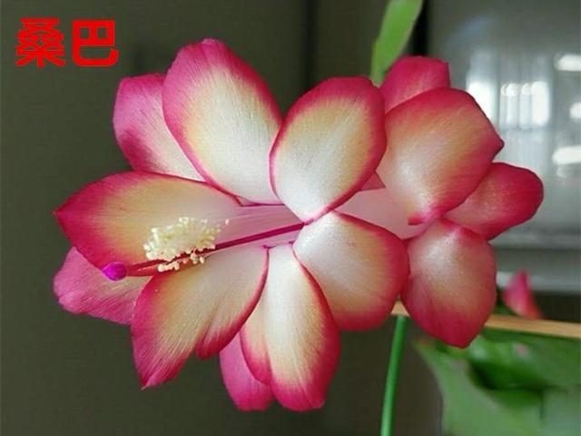 蟹爪兰图片，蟹爪兰你不知道的品种（蟹爪兰支架图片大全）