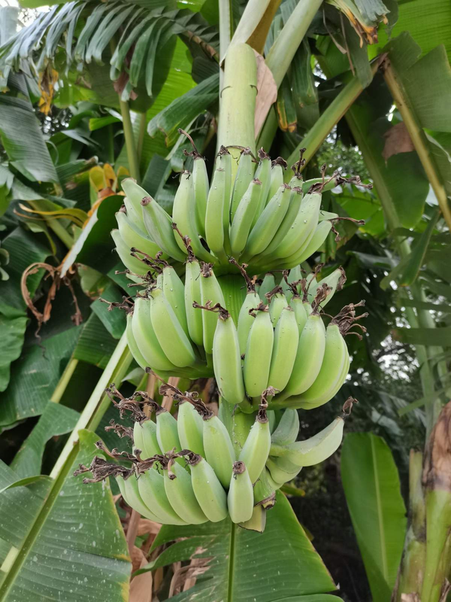 桃子是什么季节的水果，桃子成熟季节（你家乡的特色水果是什么）