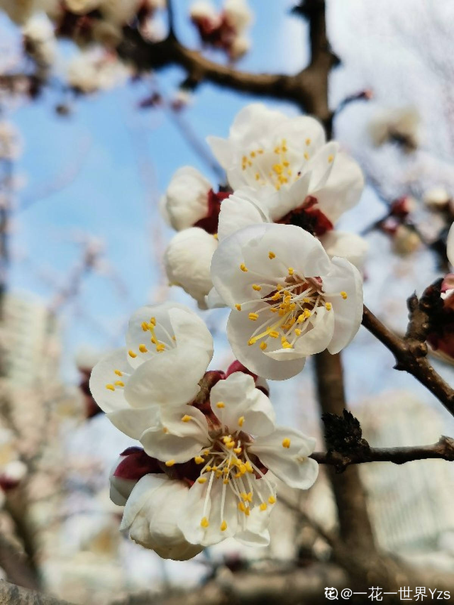 花的品种有哪些，常见花卉分类有哪些品种（80种常见植物图解）