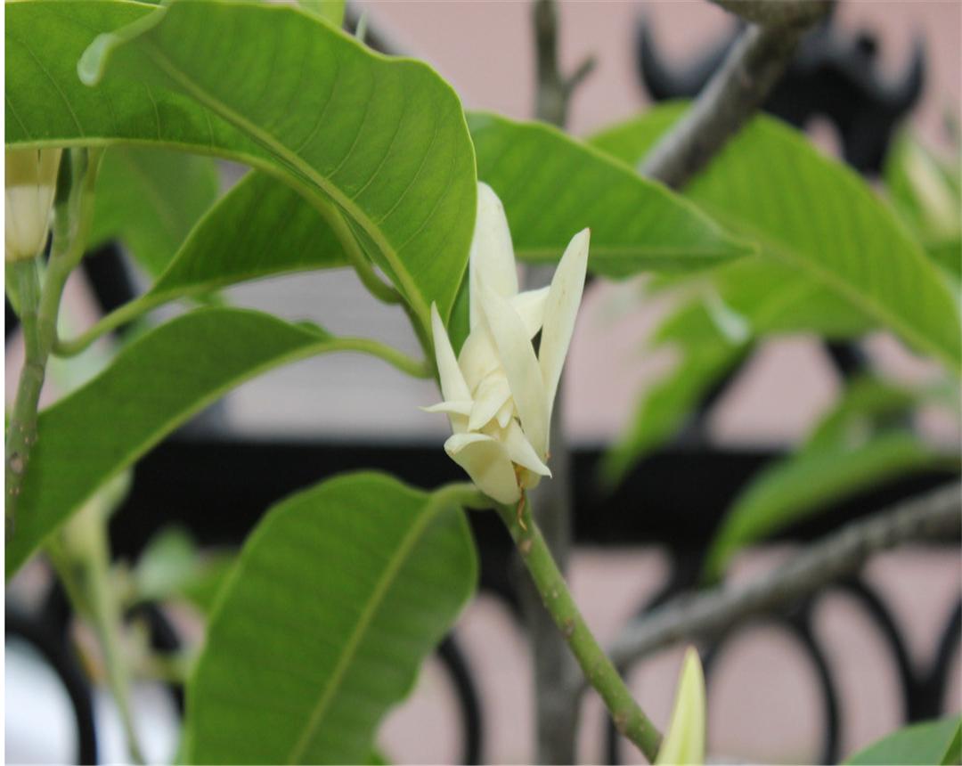 白兰花花语和象征意义