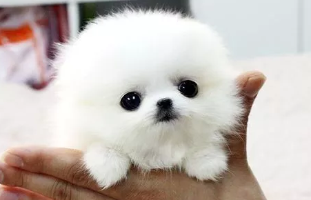 茶杯犬要多少钱(茶杯犬现在多少钱一只)